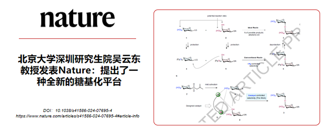威廉体育williamhill深圳研究生院吴云东教授发表Nature：提出了一种全新的糖基化平台